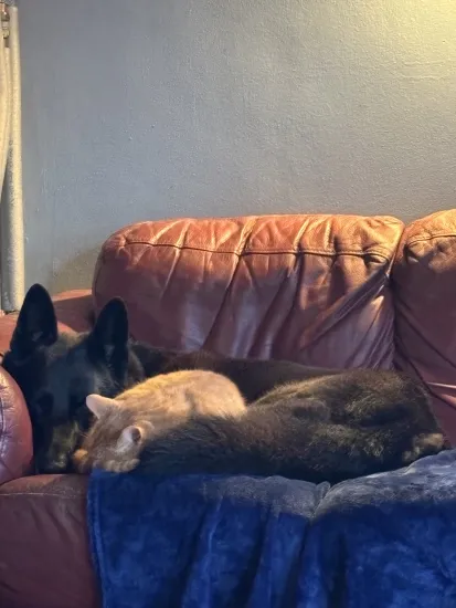 The Mulvihill Family