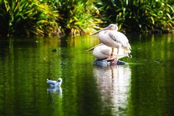 Fota Wildlife Park