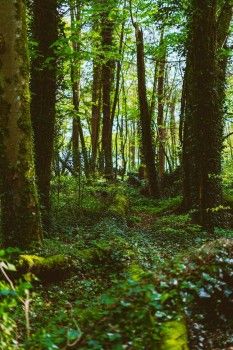 Lough Key Forest Park