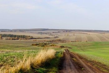 The Curragh Plains