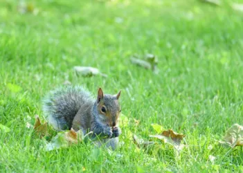 The English Squirrel: A Small Rodent with a Big Impact