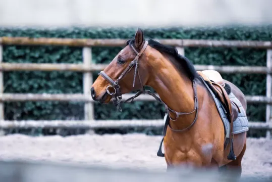 Give your child the opportunity to practice riding in English