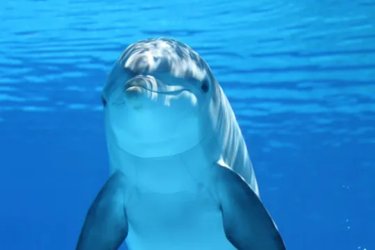 Everything you need to know about dolphins, in English